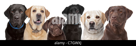 six portraits of Labrador dogs in a row isolated on a white background Stock Photo