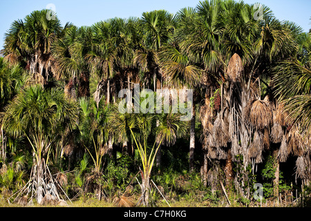 The Buriti tree in Maranhão State, Brazil Stock Photo