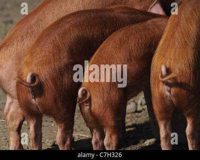 Some small piglets with curly tails, they are Tamworth pigs Stock Photo