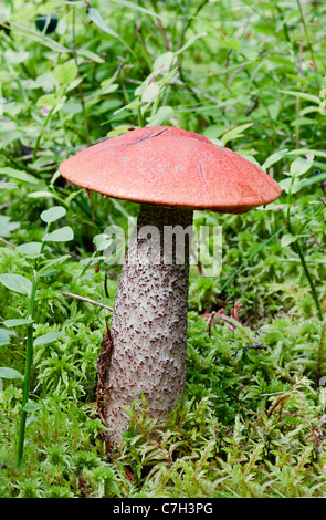 Edible mushroom (Leccinum Aurantiacum) with orange cap Stock Photo