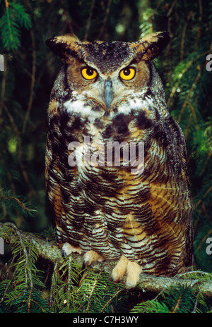 GREAT HORNED OWL (BUBO VIRGINIANUS) Stock Photo