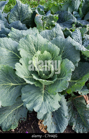 Cabbage Stock Photo