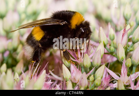A bumblebee (Bombus terrestris) perched on a flower Stock Photo