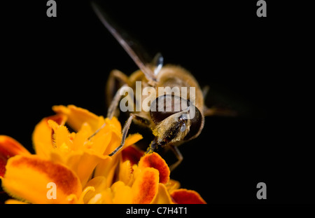 A hoverfly (Eristalis tenax) perched on a flower, extreme close-up Stock Photo