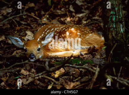 WHITE TAILED DEER FAWN LAYING ON GROUND Stock Photo