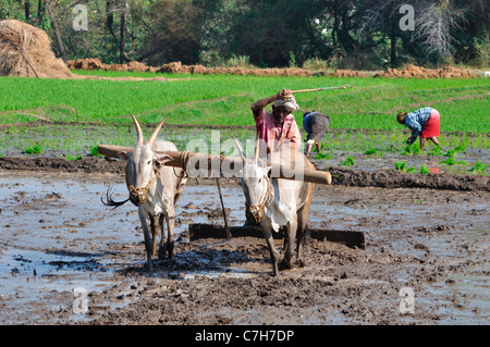 south Indian Plougher Stock Photo