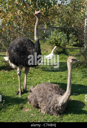 ostriches are on a farm Stock Photo