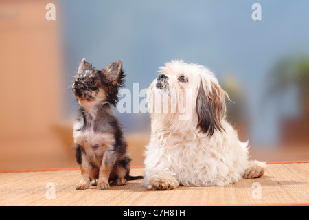 Mixed Breed Dog and Chihuahua, longhaired, puppy, dark-merle, 17 weeks Stock Photo