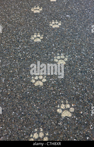 Paw prints on the sidewalk near the start of the Iditarod dogsled race, 4th Avenue, Anchorage, Alaska, United States of America Stock Photo