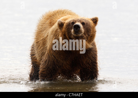 North American brown bear (Ursus arctos horribilis) sow shakes water off, Lake Clark National Park, Alaska, United States