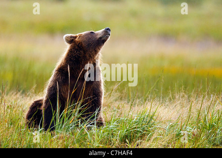 North American brown bear (Ursus arctos horribilis) sow sitting in a field, Lake Clark National Park, Alaska, United States