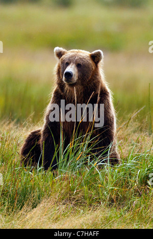 North American brown bear (Ursus arctos horribilis) sow sitting in a field, Lake Clark National Park, Alaska, United States