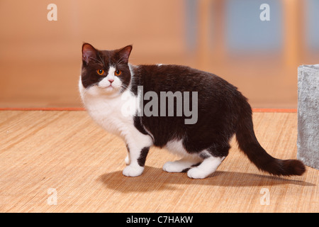 British Shorthair Cat, chocolate-white / side Stock Photo