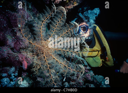 Diver Examines A Basket Star (Astrophyton Muricatum) Open And Feeding ...