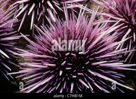 Colony of Purple Sea Urchins (Strongylocentratus purpuratus) feeding on kelp. Channel Islands, California (USA) - Pacific Ocean Stock Photo