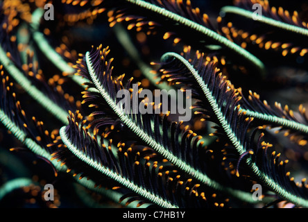 Base-attached arms of Crinoid or Feather Star (Lamprometra klunzingeri) open and feeding on plankton at night. Palau, Micronesia Stock Photo