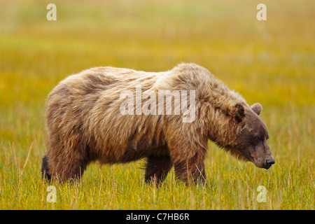 North American brown bear (Ursus arctos horribilis) sow walks across field, Lake Clark National Park, Alaska, United States