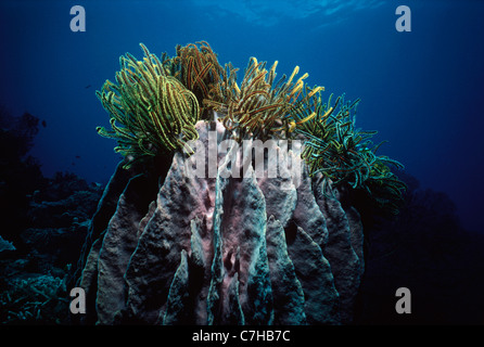 Crinoids perched on top of a Barrel Sponge (Xestospongia testudinaria). Kimbe Bay, New Britain, Papua Stock Photo