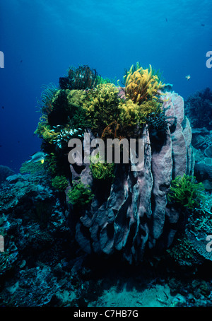 Crinoids perched on top of a Barrel Sponge (Xestospongia testudinaria). Kimbe Bay, New Britain Stock Photo
