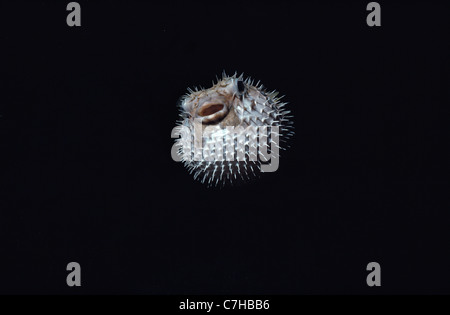 Blotched Pufferfish (Diodon liturosus) inflated with water at night as a defensive behavior. Palau Islands, Micronesia Stock Photo