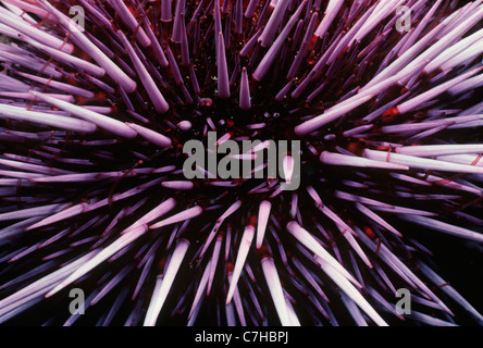 Purple Sea Urchin (Strongylocentratus purpuratus). Channel Islands, California (USA) - Pacific Ocean Stock Photo