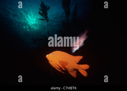Garibaldi (Hypsypops rubicundus) and Sheephead (Semicossyphus pulcher) in kelp forest. Channel Islands, Pacific Ocean Stock Photo
