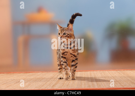 Bengal Cat, male kitten, 3 months Stock Photo