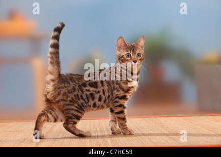Bengal Cat, male kitten, 3 months / side Stock Photo