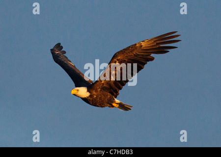 Bald Eagle (Haliaeetus leucocephalus) flies with blue sky in morning, Lake Clark National Park, Alaska, United States of America Stock Photo
