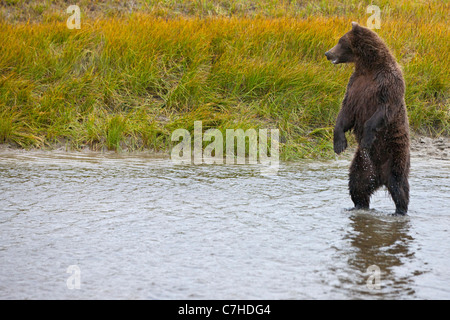 North American brown bear (Ursus arctos horribilis) sow standing in creek, Lake Clark National Park, Alaska, United States Stock Photo