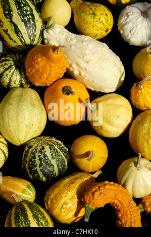 Assorted gourds squashes and pumpkins background