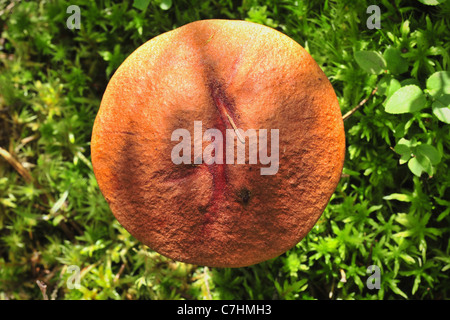 Edible mushroom (Leccinum Aurantiacum) with orange caps . Mushroom hat Stock Photo