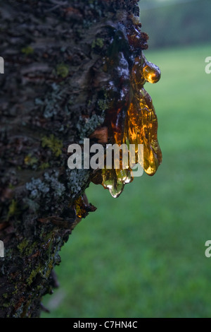 Sap Oozing from Cherry Tree Stock Photo