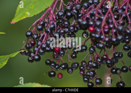 Elderberries sambucus nigra Stock Photo