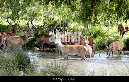 Wild Deer Richmond Park Surrey UK