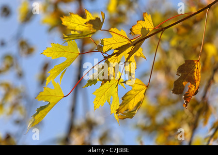 Small branch of Silver Maple with leaves in autumn colors. Stock Photo