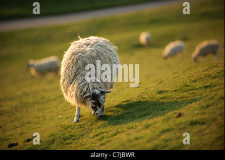 Sheep Grazing at Burton Dassett country Park, Warwickshire, UK Stock Photo
