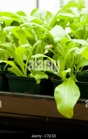 Young Pot Marigold plants, Calendula officinalis 'Citrus Cocktail', growing in flower pots Stock Photo