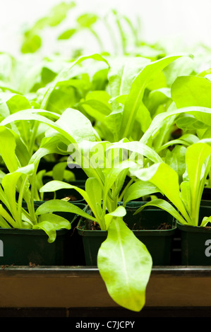 Young Pot Marigold plants, Calendula officinalis 'Citrus Cocktail', growing in flower pots Stock Photo