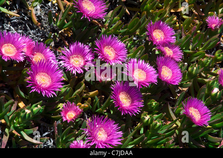 Beautiful Pink flowers of Sally-My-Handsome (Carpobrotus acinaciformis) Stock Photo