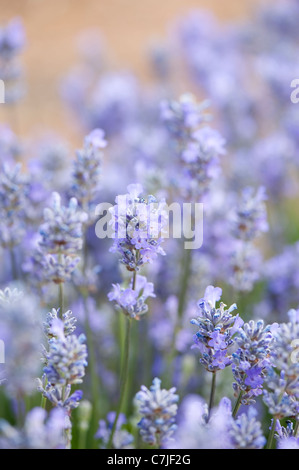 English Lavender, Lavandula angustifolia ‘Little Lady’ Stock Photo