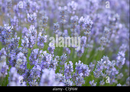English Lavender, Lavandula angustifolia ‘Little Lady’ Stock Photo