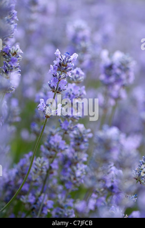 English Lavender, Lavandula angustifolia ‘Cedar Blue’ Stock Photo