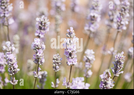 English Lavender, Lavandula angustifolia ‘Little Lottie’ Stock Photo