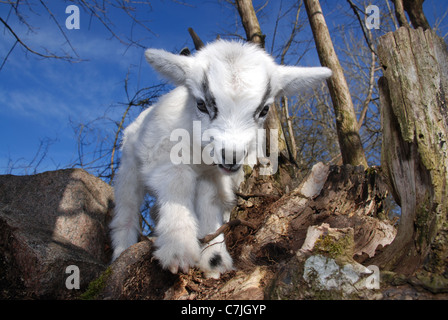 baby goat Stock Photo