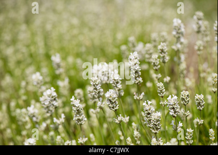 English Lavender, Lavandula angustifolia ‘Nana Alba’ Stock Photo