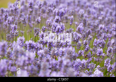 English Lavender, Lavandula angustifolia ‘Twickel Purple’ Stock Photo