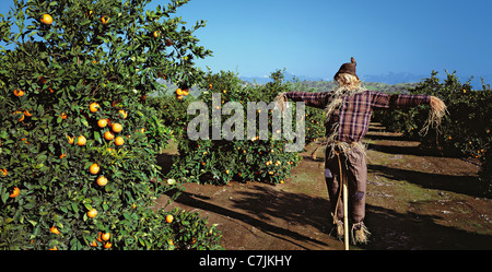 Scarecrow in orange grove Stock Photo