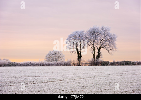 Hoar frost on trees Stock Photo