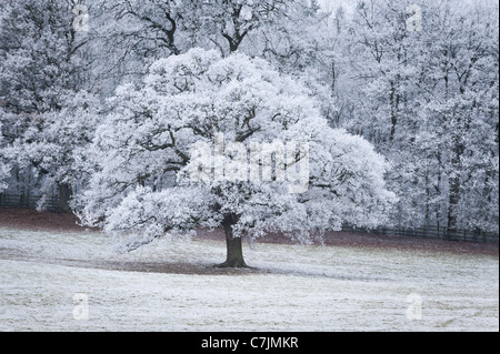Hoar frost on trees Stock Photo